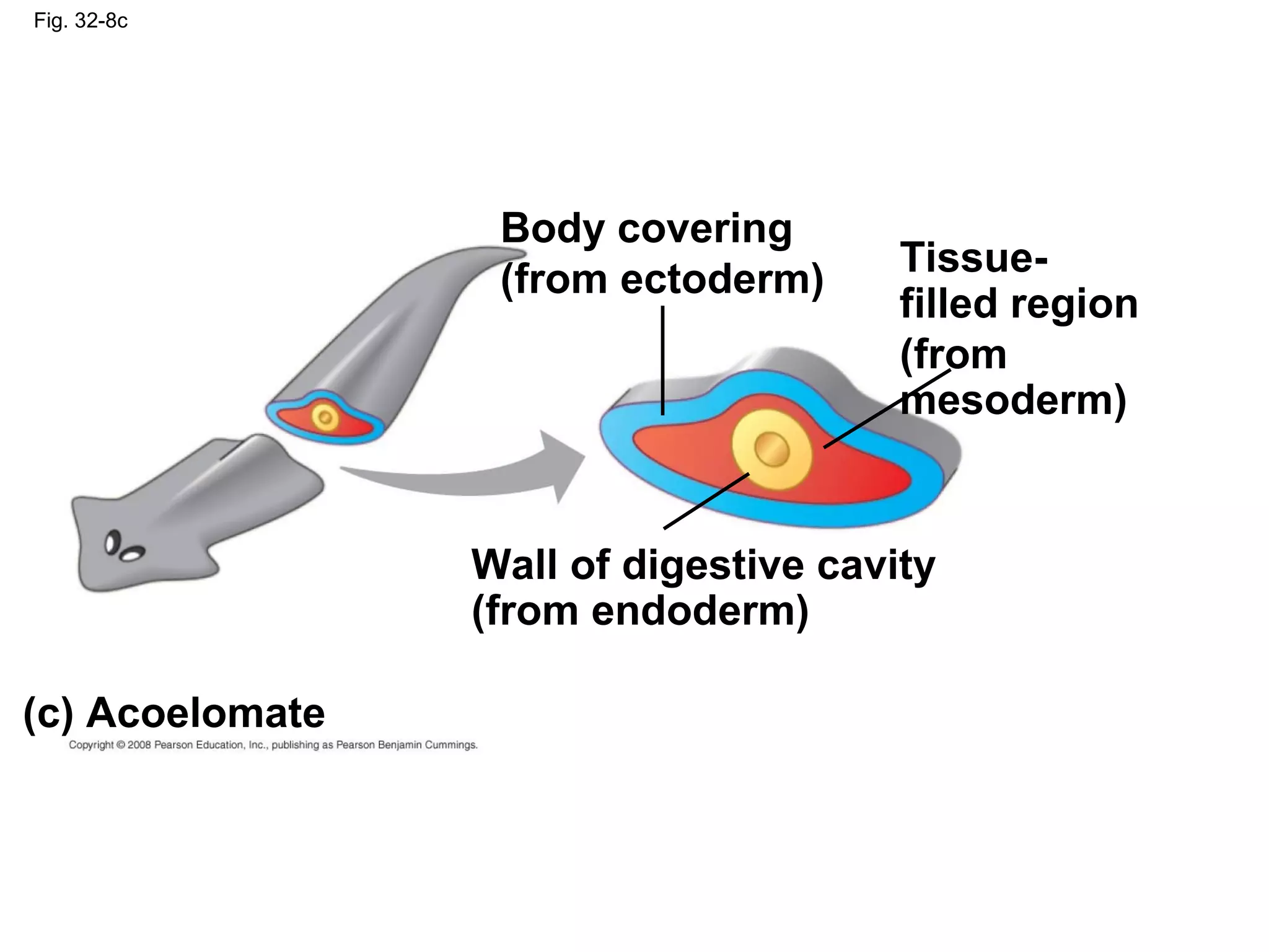 Fig. 32-8c
(c) Acoelomate
Body covering
(from ectoderm)
Wall of digestive cavity
(from endoderm)
Tissue-
filled region
(from
mesoderm)
 