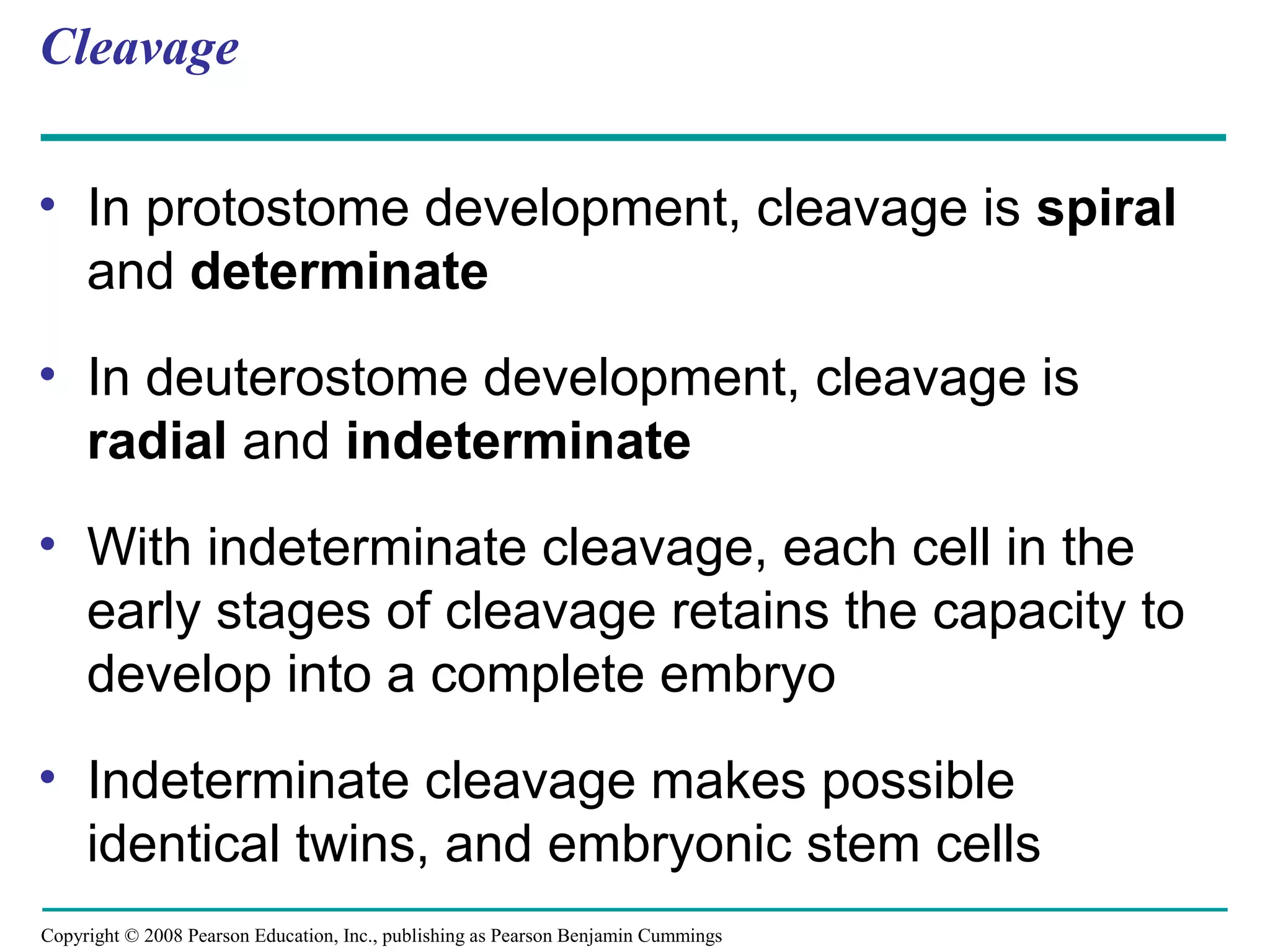 Copyright © 2008 Pearson Education, Inc., publishing as Pearson Benjamin Cummings
Cleavage
• In protostome development, cleavage is spiral
and determinate
• In deuterostome development, cleavage is
radial and indeterminate
• With indeterminate cleavage, each cell in the
early stages of cleavage retains the capacity to
develop into a complete embryo
• Indeterminate cleavage makes possible
identical twins, and embryonic stem cells
 