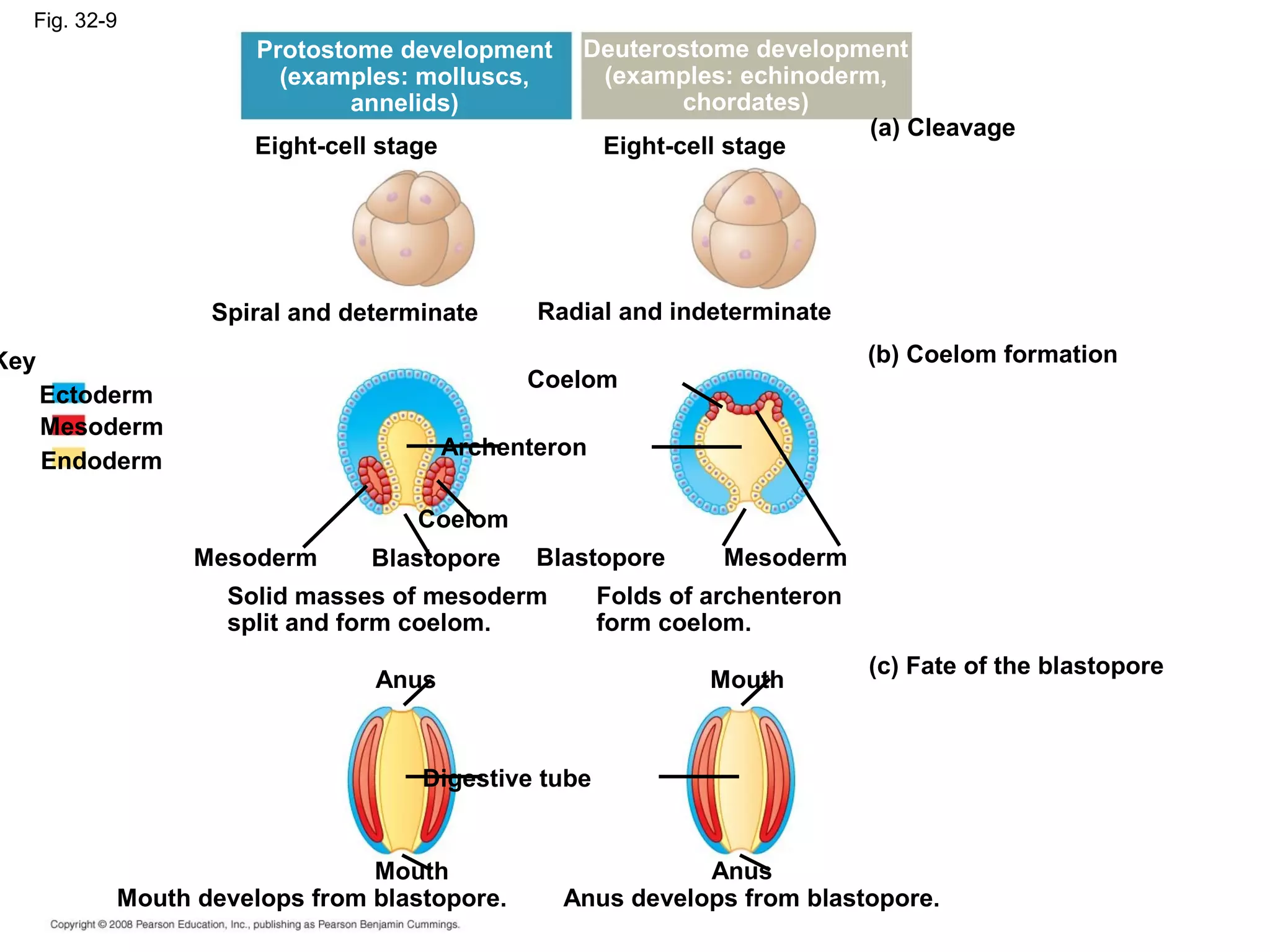 Fig. 32-9
Protostome development
(examples: molluscs,
annelids)
Deuterostome development
(examples: echinoderm,
chordates)
Eight-cell stage Eight-cell stage
Spiral and determinate Radial and indeterminate
Coelom
Archenteron
(a) Cleavage
(b) Coelom formation
Coelom
Key
Ectoderm
Mesoderm
Endoderm
Mesoderm MesodermBlastopore Blastopore
Solid masses of mesoderm
split and form coelom.
Folds of archenteron
form coelom.
Anus Mouth
Digestive tube
Mouth Anus
Mouth develops from blastopore. Anus develops from blastopore.
(c) Fate of the blastopore
 