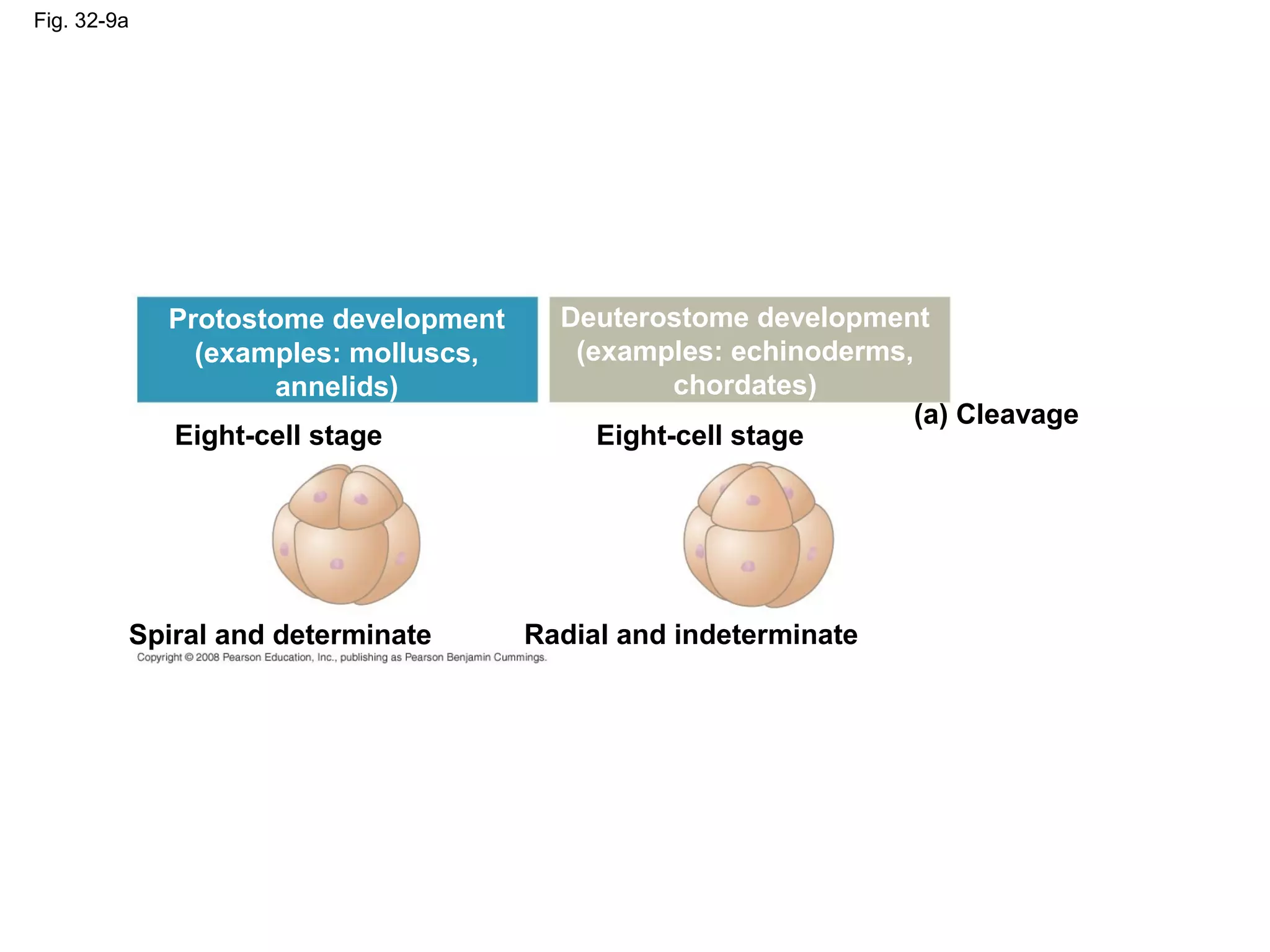 Fig. 32-9a
Eight-cell stage Eight-cell stage
(a) Cleavage
Spiral and determinate Radial and indeterminate
Protostome development
(examples: molluscs,
annelids)
Deuterostome development
(examples: echinoderms,
chordates)
 