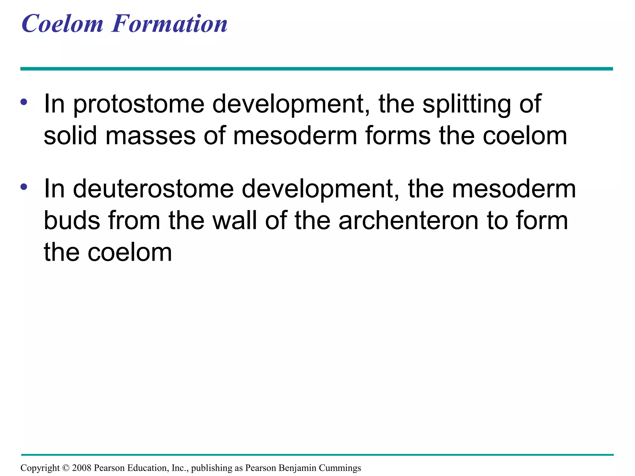 Copyright © 2008 Pearson Education, Inc., publishing as Pearson Benjamin Cummings
Coelom Formation
• In protostome development, the splitting of
solid masses of mesoderm forms the coelom
• In deuterostome development, the mesoderm
buds from the wall of the archenteron to form
the coelom
 