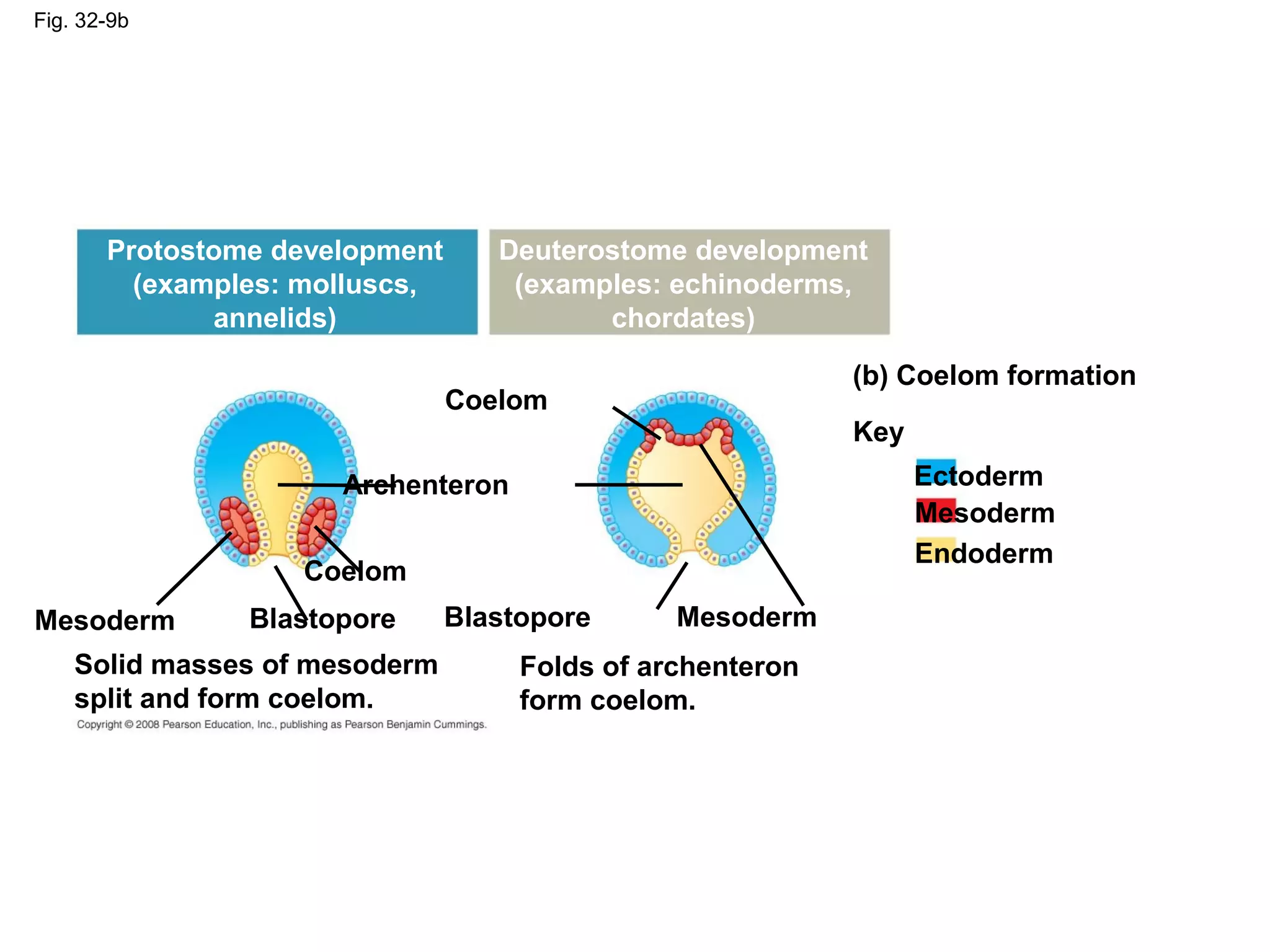 Fig. 32-9b
Coelom
Protostome development
(examples: molluscs,
annelids)
Deuterostome development
(examples: echinoderms,
chordates)
(b) Coelom formation
Key
Ectoderm
Mesoderm
Endoderm
MesodermMesoderm
Coelom
Archenteron
Blastopore Blastopore
Solid masses of mesoderm
split and form coelom.
Folds of archenteron
form coelom.
 