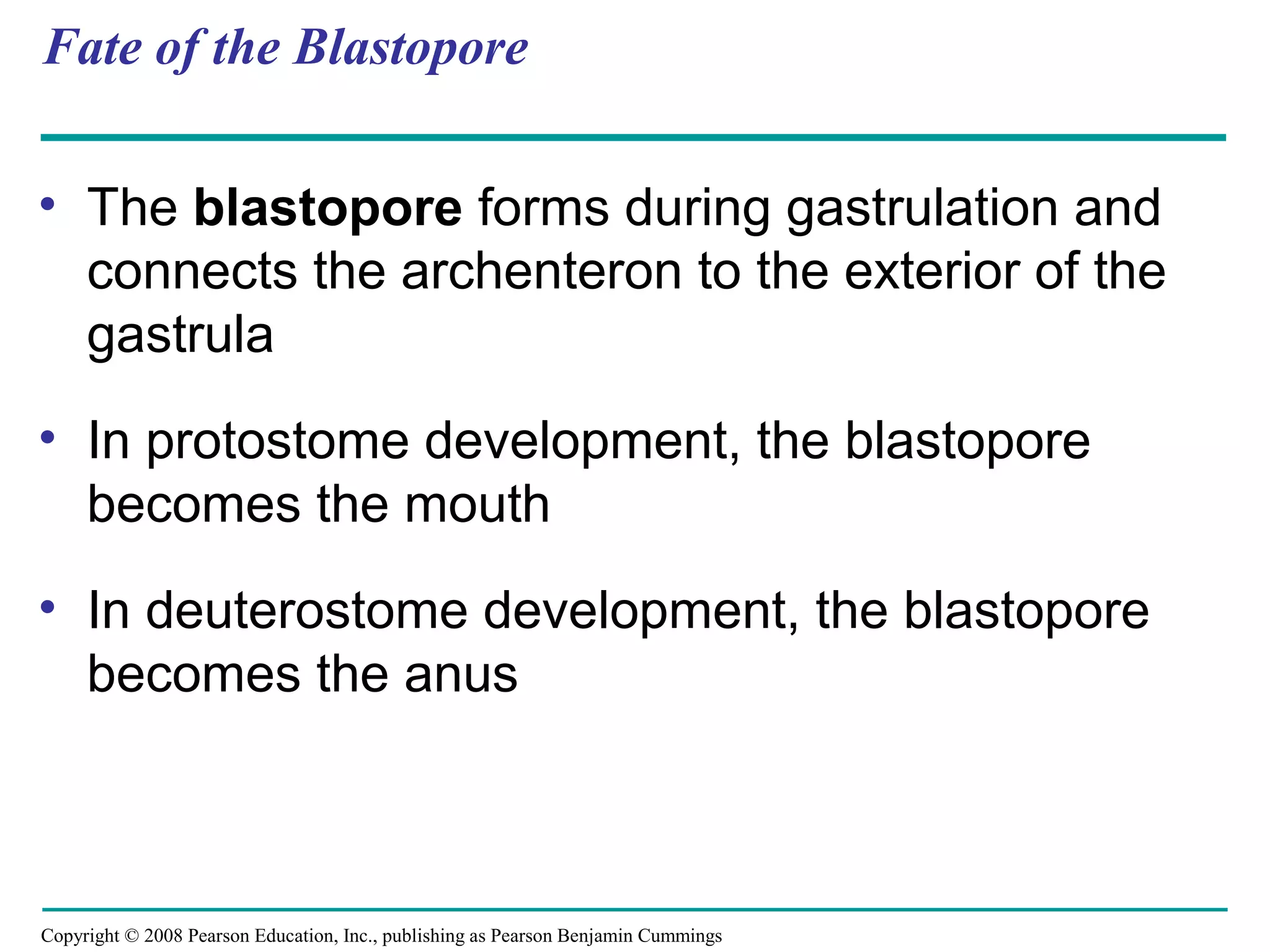 Copyright © 2008 Pearson Education, Inc., publishing as Pearson Benjamin Cummings
Fate of the Blastopore
• The blastopore forms during gastrulation and
connects the archenteron to the exterior of the
gastrula
• In protostome development, the blastopore
becomes the mouth
• In deuterostome development, the blastopore
becomes the anus
 