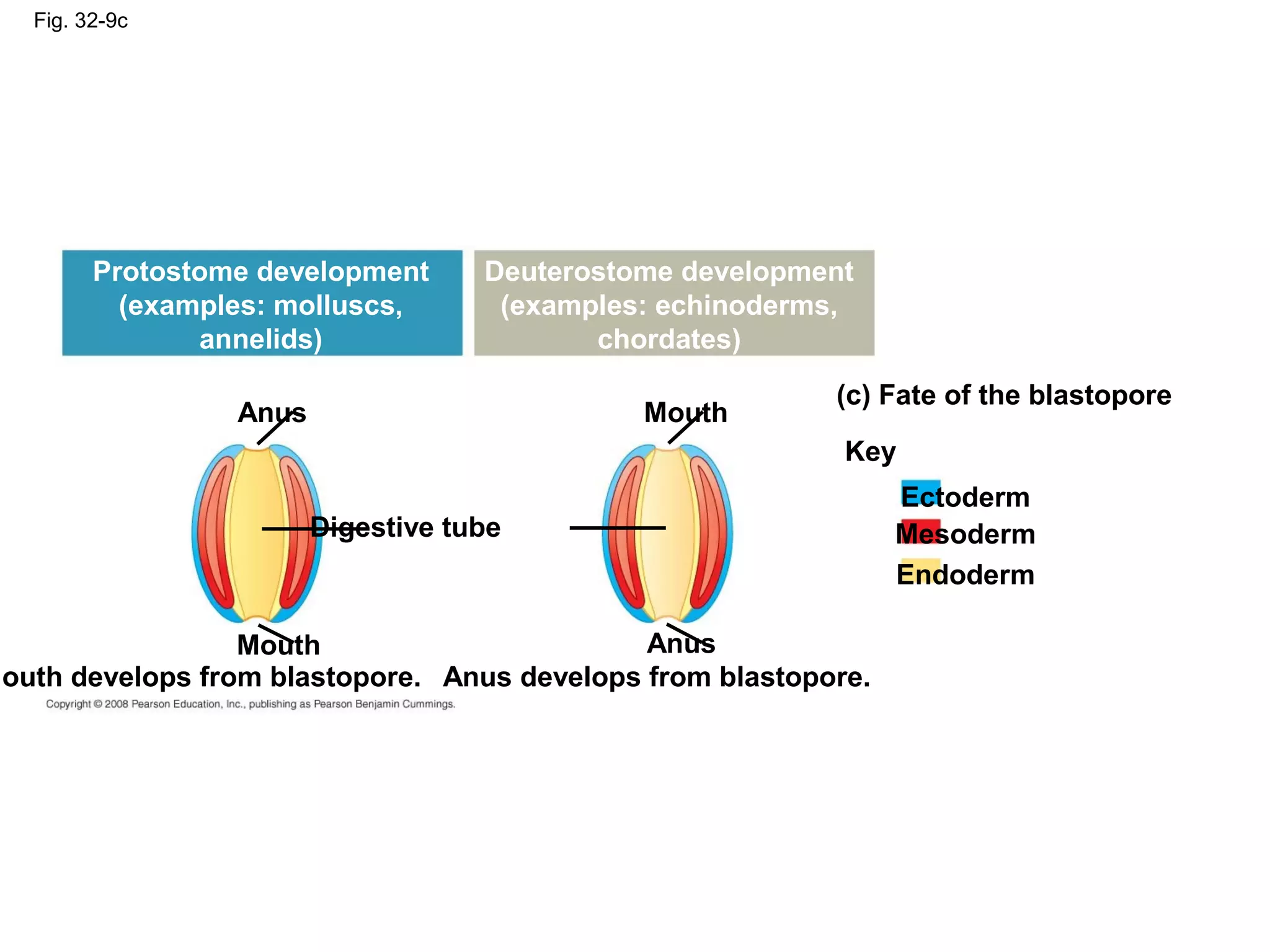 Fig. 32-9c
Anus
Protostome development
(examples: molluscs,
annelids)
Deuterostome development
(examples: echinoderms,
chordates)
Anus
Mouth
Mouth
Digestive tube
(c) Fate of the blastopore
Key
Ectoderm
Mesoderm
Endoderm
Mouth develops from blastopore. Anus develops from blastopore.
 