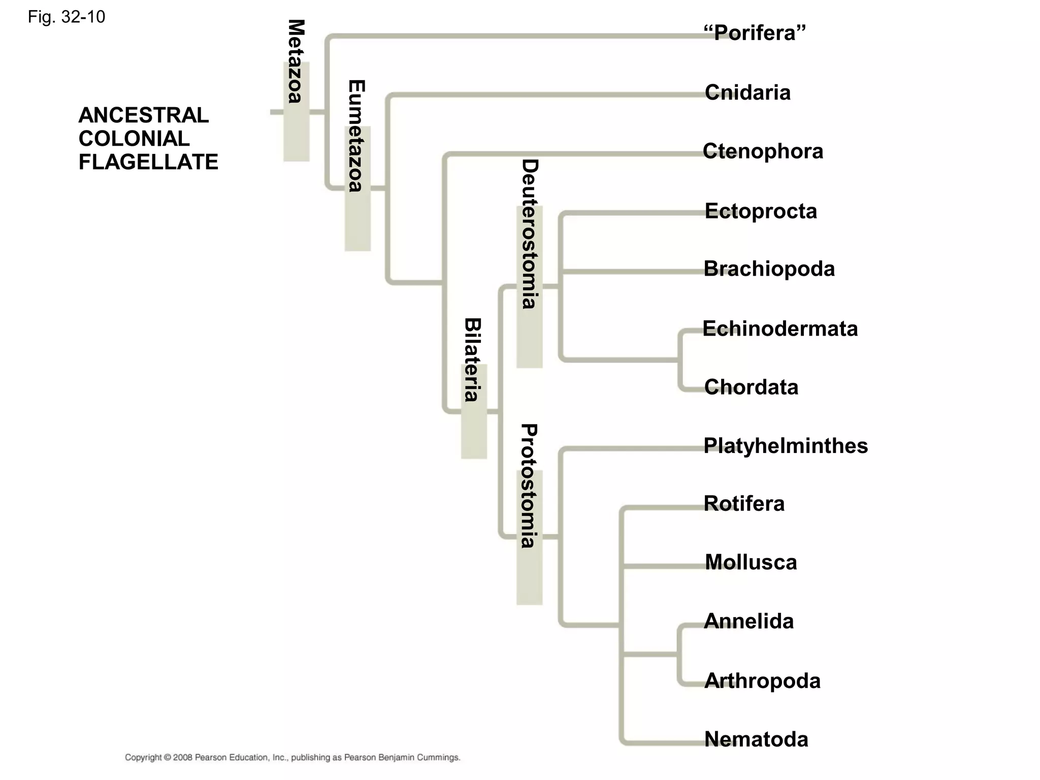 Fig. 32-10
ANCESTRAL
COLONIAL
FLAGELLATE
Metazoa
Eumetazoa
“Porifera”
Bilateria
DeuterostomiaProtostomia
Cnidaria
Ctenophora
Ectoprocta
Brachiopoda
Echinodermata
Chordata
Platyhelminthes
Rotifera
Mollusca
Annelida
Arthropoda
Nematoda
 