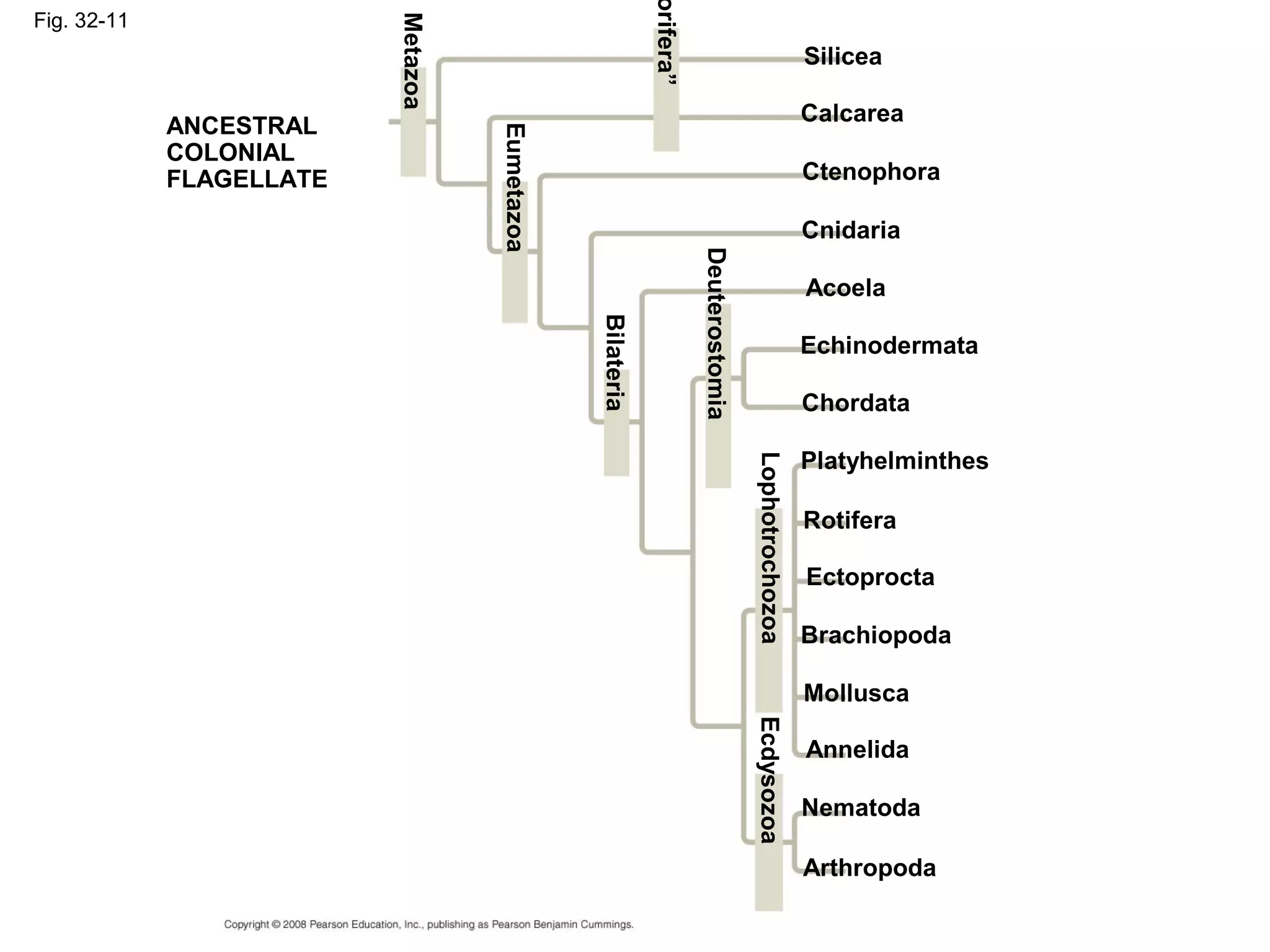 Fig. 32-11
Silicea
ANCESTRAL
COLONIAL
FLAGELLATE
Metazoa
Eumetazoa
orifera”
Bilateria
Deuterostomia
LophotrochozoaEcdysozoa
Calcarea
Ctenophora
Cnidaria
Acoela
Echinodermata
Chordata
Platyhelminthes
Rotifera
Ectoprocta
Brachiopoda
Mollusca
Annelida
Nematoda
Arthropoda
 
