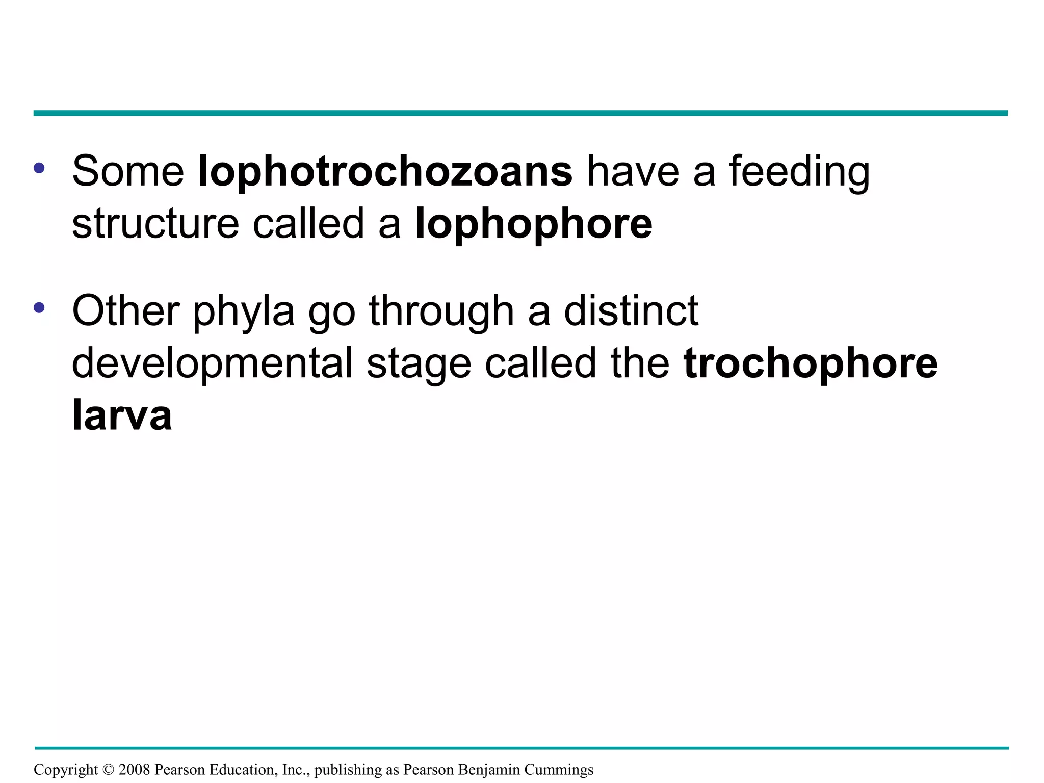 Copyright © 2008 Pearson Education, Inc., publishing as Pearson Benjamin Cummings
• Some lophotrochozoans have a feeding
structure called a lophophore
• Other phyla go through a distinct
developmental stage called the trochophore
larva
 