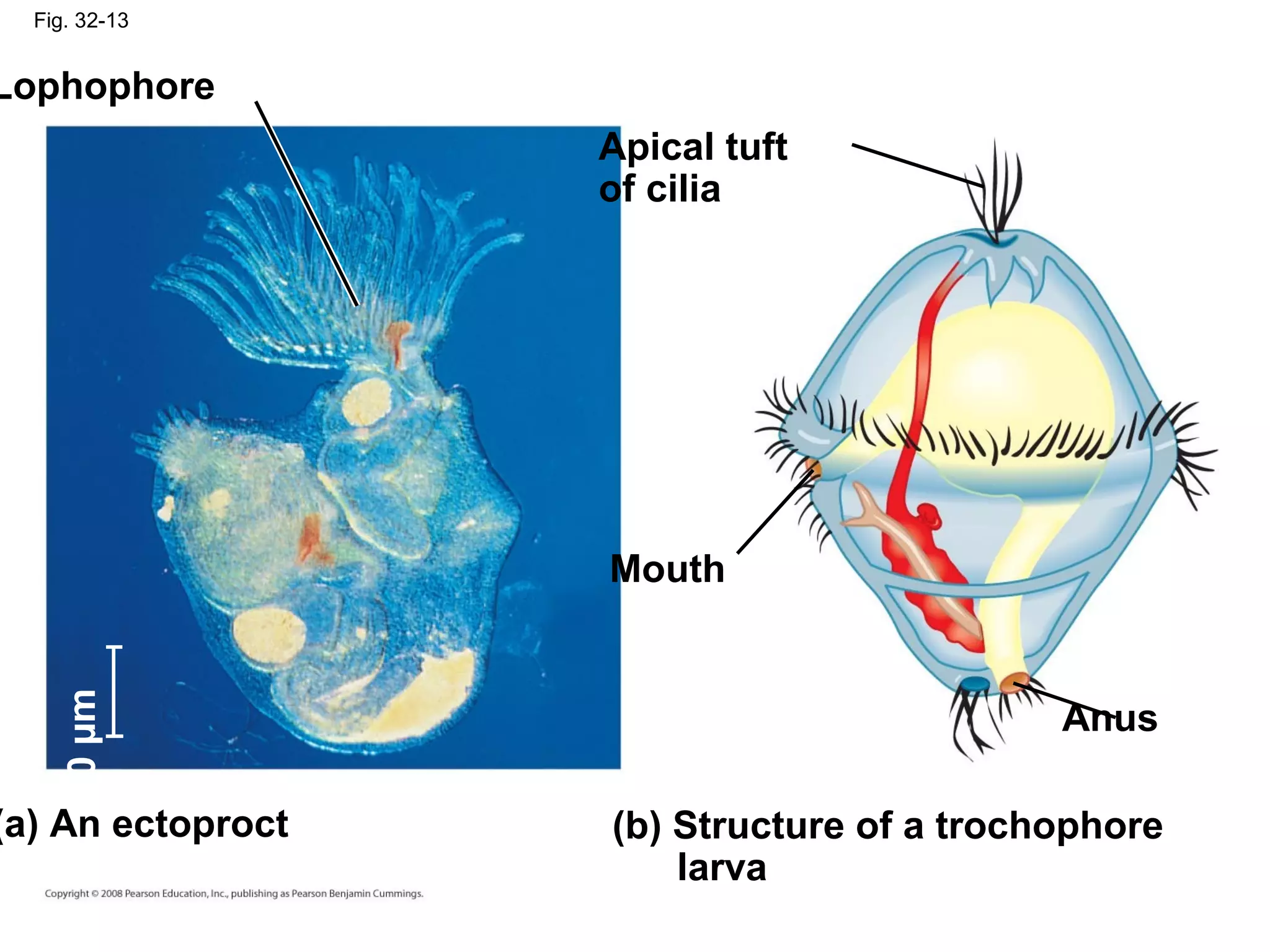 Fig. 32-13
Lophophore
Apical tuft
of cilia
Mouth
(a) An ectoproct (b) Structure of a trochophore
larva
100µm
Anus
 