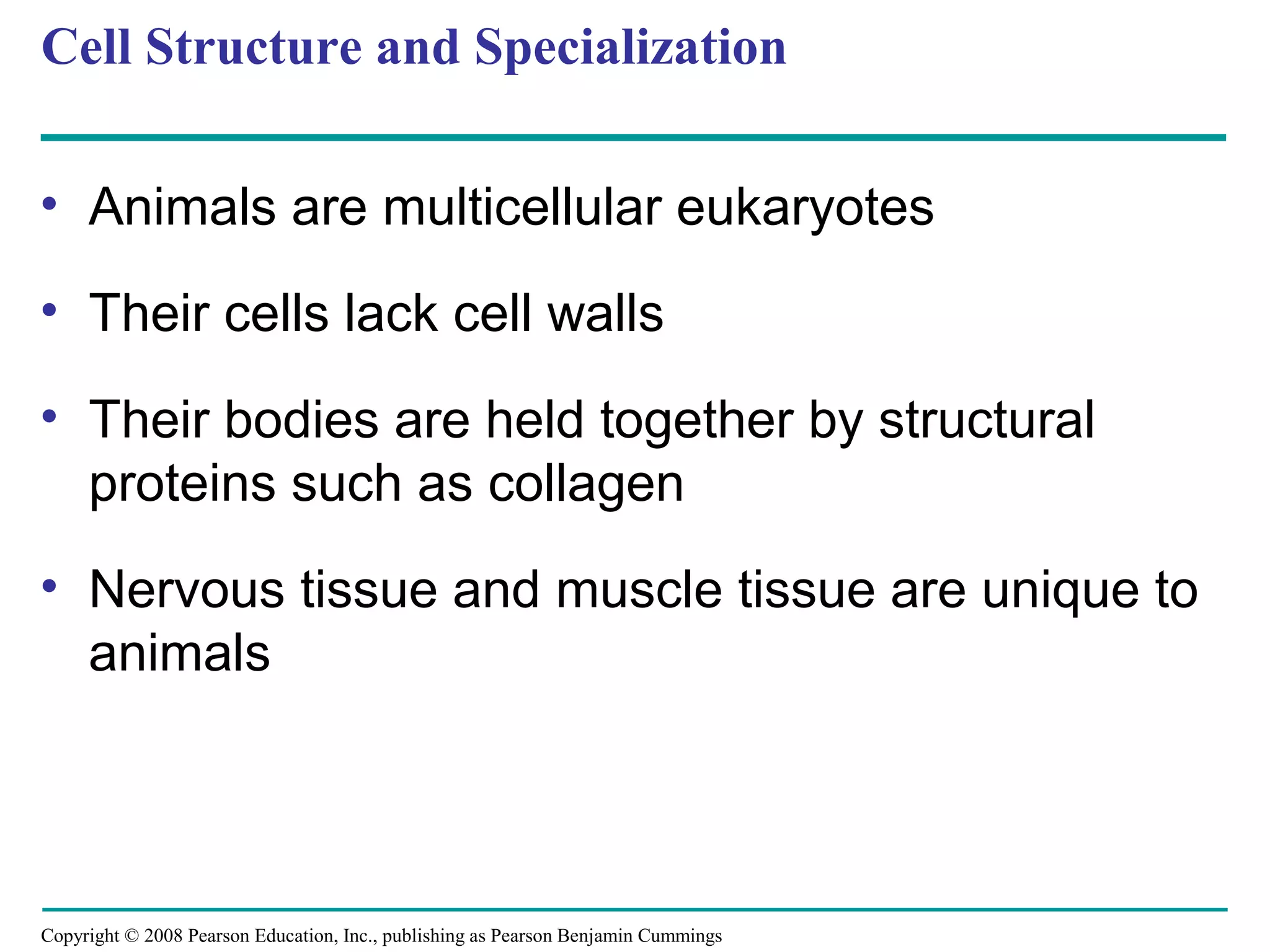 Copyright © 2008 Pearson Education, Inc., publishing as Pearson Benjamin Cummings
Cell Structure and Specialization
• Animals are multicellular eukaryotes
• Their cells lack cell walls
• Their bodies are held together by structural
proteins such as collagen
• Nervous tissue and muscle tissue are unique to
animals
 