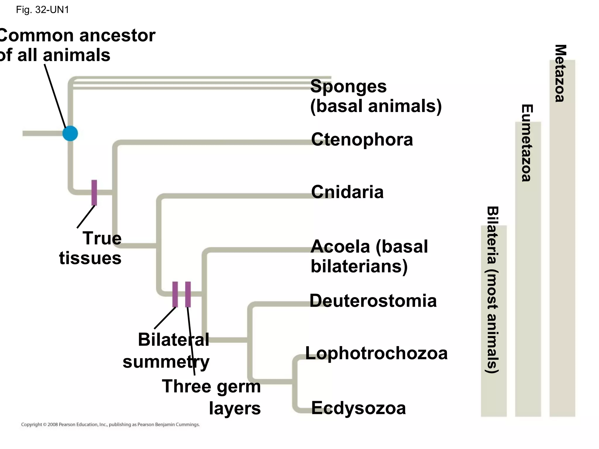 Fig. 32-UN1
Common ancestor
of all animals
True
tissues
Sponges
(basal animals)
Ctenophora
Cnidaria
Acoela (basal
bilaterians)
Deuterostomia
Lophotrochozoa
Ecdysozoa
Metazoa
Eumetazoa
Bilateria(mostanimals)
Bilateral
summetry
Three germ
layers
 