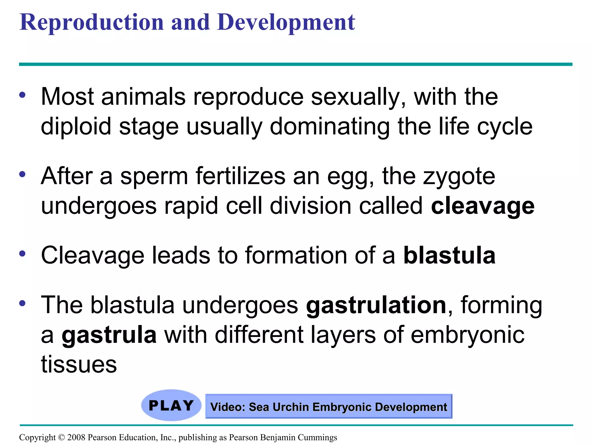 Copyright © 2008 Pearson Education, Inc., publishing as Pearson Benjamin Cummings
Reproduction and Development
• Most animals reproduce sexually, with the
diploid stage usually dominating the life cycle
• After a sperm fertilizes an egg, the zygote
undergoes rapid cell division called cleavage
• Cleavage leads to formation of a blastula
• The blastula undergoes gastrulation, forming
a gastrula with different layers of embryonic
tissues
Video: Sea Urchin Embryonic DevelopmentVideo: Sea Urchin Embryonic Development
 