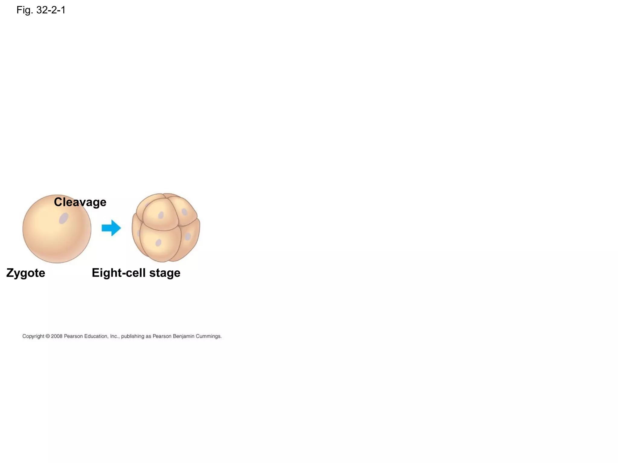 Fig. 32-2-1
Zygote
Cleavage
Eight-cell stage
 