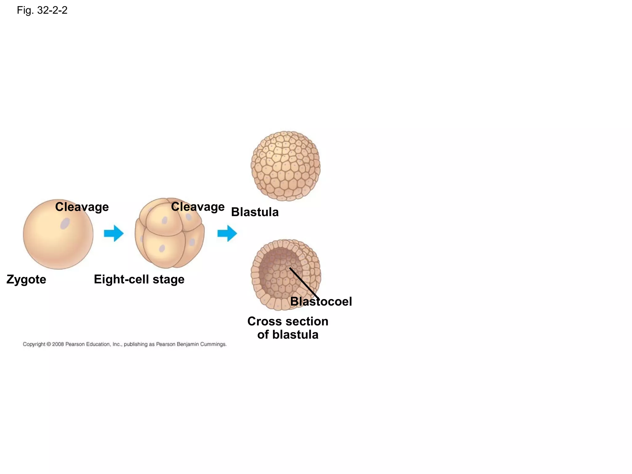 Fig. 32-2-2
Zygote
Cleavage
Eight-cell stage
Cleavage Blastula
Cross section
of blastula
Blastocoel
 