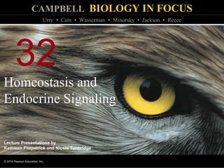 CAMPBELL BIOLOGY IN FOCUS
© 2014 Pearson Education, Inc.
Urry • Cain • Wasserman • Minorsky • Jackson • Reece
Lecture Presentations by
Kathleen Fitzpatrick and Nicole Tunbridge
32
Homeostasis and
Endocrine Signaling
 
