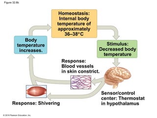 Temperature Stimuli Biology in Focus - Chapter 31 | PPT