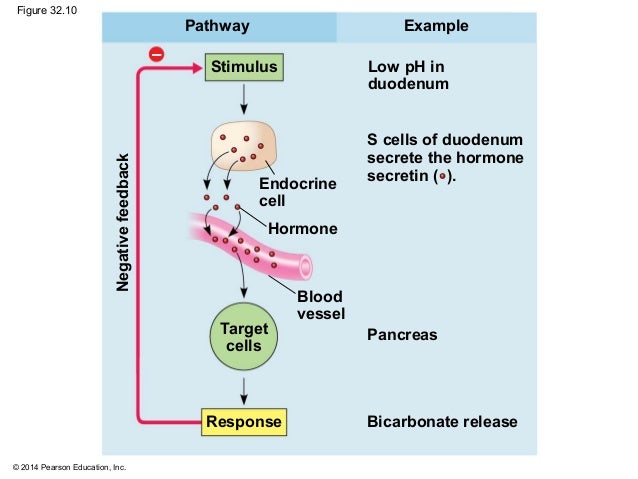 31 The Diagram Shows The Steps In The Homeostasis Pathway