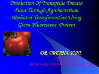 Production Of Transgenic Tomato
Plant Through Agrobacterium
Mediated Transformation Using
Green Fluorescent Protein
DR. PRERNA SONI
ASSISTANT PROFESSOR
BIOTECHNOLOGY
SPCAS COLLEGE NAWAPARA RAIPUR CHHATTISGARH
 