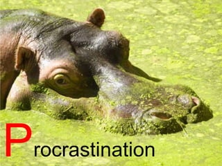 Procrastination


Procrastination
 