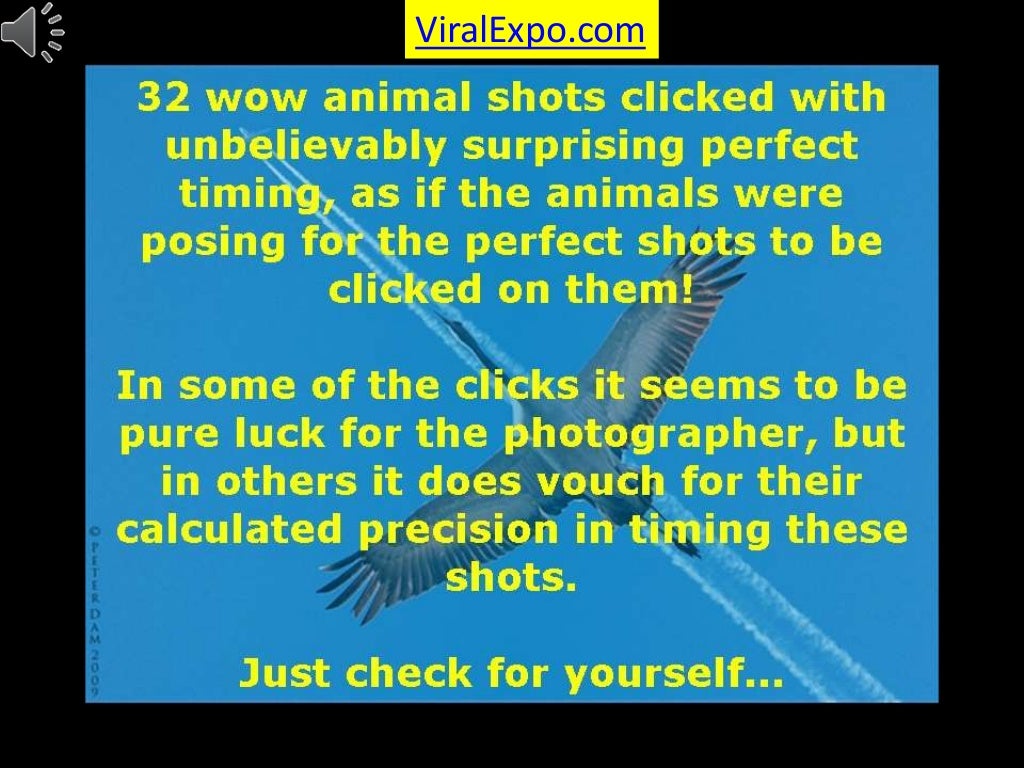 32 Wow Animal Shots Clicked with Unbelievably Surprising Perfect Timing!