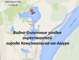 МОУ Лицей №33
5 класс В
1
Водно-болотные угодья
окрестностей
города Комсомольска-на-Амуре
 
