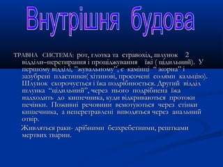 ТРАВНА СИСТЕМА:ТРАВНА СИСТЕМА: рот, глотка та стравохід, шлунокрот, глотка та стравохід, шлунок 22
відділи–перетирання і проціджування їжі ( цідильний). Увідділи–перетирання і проціджування їжі ( цідильний). У
першому відділі, ”жувальному”, є камінці “ жорна” іпершому відділі, ”жувальному”, є камінці “ жорна” і
зазубрені пластинки( хітинові, просочені солями кальцію).зазубрені пластинки( хітинові, просочені солями кальцію).
Шлунок скорочується і їжа подрібнюється. Другий відділШлунок скорочується і їжа подрібнюється. Другий відділ
шлунка “цідильний”, через нього подрібнена їжашлунка “цідильний”, через нього подрібнена їжа
надходить до кишечника, куди відкриваються протокинадходить до кишечника, куди відкриваються протоки
печінки. Поживні речовини всмотуються через стінкипечінки. Поживні речовини всмотуються через стінки
кишечника, а неперетравлені виводяться через анальнийкишечника, а неперетравлені виводяться через анальний
отвір.отвір.
Живляться раки- дрібними безхребетними, решткамиЖивляться раки- дрібними безхребетними, рештками
мертвих тварин.мертвих тварин.
 