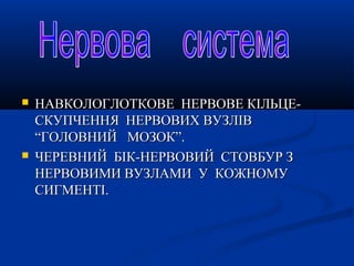  НАВКОЛОГЛОТКОВЕ НЕРВОВЕ КІЛЬЦЕ-НАВКОЛОГЛОТКОВЕ НЕРВОВЕ КІЛЬЦЕ-
СКУПЧЕННЯ НЕРВОВИХ ВУЗЛІВСКУПЧЕННЯ НЕРВОВИХ ВУЗЛІВ
“ГОЛОВНИЙ МОЗОК”.“ГОЛОВНИЙ МОЗОК”.
 ЧЕРЕВНИЙ БІК-НЕРВОВИЙ СТОВБУР ЗЧЕРЕВНИЙ БІК-НЕРВОВИЙ СТОВБУР З
НЕРВОВИМИ ВУЗЛАМИ У КОЖНОМУНЕРВОВИМИ ВУЗЛАМИ У КОЖНОМУ
СИГМЕНТІ.СИГМЕНТІ.
 
