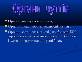  Органи дотику- довгі вусики;Органи дотику- довгі вусики;
 Органи нюху- короткі роздвоєні вусики ;Органи нюху- короткі роздвоєні вусики ;
 Органи зору – складні очі ( приблизно 3000Органи зору – складні очі ( приблизно 3000
простих вічок) розташованих на стеблинкахпростих вічок) розташованих на стеблинках
і здатні повертатися в різні боки.і здатні повертатися в різні боки.
 