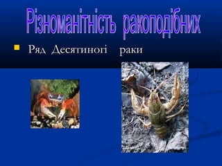  Ряд Десятиногі ракиРяд Десятиногі раки
 