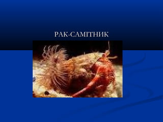 РАК-САМІТНИКРАК-САМІТНИК
 