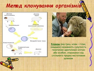 Метод клонування організмів
Клоном (від грец. клон – гілка,
нащадок) називають сукупність
генетично ідентичних клітин
або особин, отриманих від
спільного предка нестатевим
шляхом
 