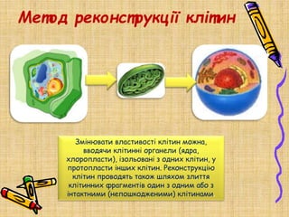 Метод реконструкції клітин
Змінювати властивості клітин можна,
вводячи клітинні органели (ядра,
хлоропласти), ізольовані з одних клітин, у
протопласти інших клітин. Реконструкцію
клітин проводять також шляхом злиття
клітинних фрагментів один з одним або з
інтактними (непошкодженими) клітинами.
 