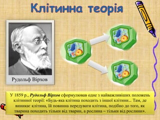 У 1859 р., Рудольф Вірхов сформулював одне з найважливіших положень
клітинної теорії: «Будь-яка клітина походить з іншої клітини… Там, де
виникає клітина, їй повинна передувати клітина, подібно до того, як
тварина походить тільки від тварин, а рослина – тільки від рослини».
Рудольф Вірхов
 