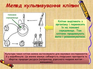 Метод культивування клітин
Клітин виділяють з
організму і переносять
їх на поживні
середовища. Там
клітини продовжують
жити і розмножуватися
Культури таких клітин можна застосовувати для наукових експерементів,
й у виробництві. Це значно знижує собівартість лікарських препаратів та
зберігає природні ресурси (наприклад, рідкісного «кореня життя» -
женьшеню).
поживне
середовище
 
