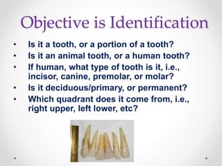 Objective is Identification
• Is it a tooth, or a portion of a tooth?
• Is it an animal tooth, or a human tooth?
• If human, what type of tooth is it, i.e.,
incisor, canine, premolar, or molar?
• Is it deciduous/primary, or permanent?
• Which quadrant does it come from, i.e.,
right upper, left lower, etc?
 