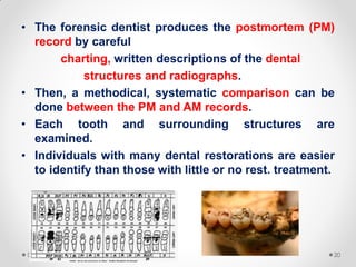 • The forensic dentist produces the postmortem (PM)
record by careful
charting, written descriptions of the dental
structures and radiographs.
• Then, a methodical, systematic comparison can be
done between the PM and AM records.
• Each tooth and surrounding structures are
examined.
• Individuals with many dental restorations are easier
to identify than those with little or no rest. treatment.
D. Caroline Mohamed 20
 