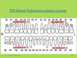 FDI Dental Federation notation system
D. Caroline Mohamed 50
 