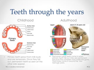 Teeth through the years
Childhood Adulthood
D. Caroline Mohamed 55
• Primary teeth sprout from milk buds
and are temporary. Once they fall
out, permanent teeth as seen on the
other side appear.
 Permanent adult teeth come in when
primary teeth fall out; they are permanent
because they establish roots inside the gums.
Third molar come in around the mid
teenage years.
 