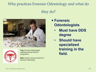 Who practices Forensic Odontology and what do
they do?
 Forensic
Odontologists
• Must have DDS
degree
• Should have
specialized
training in the
field.
D. Caroline Mohamed 6
Top: Forensic Odontologist
analyzing animal teeth for
comparison.
Side: Seal for American Board of
Forensic Odontology.
 