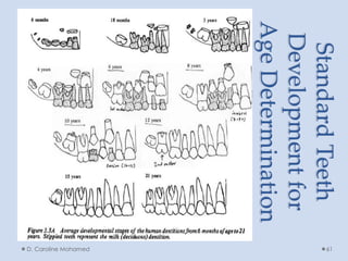 StandardTeeth
Developmentfor
AgeDeterminationD. Caroline Mohamed 61
 