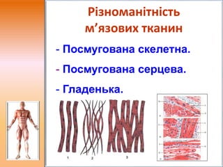 Різноманітність
м’язових тканин
- Посмугована скелетна.
- Посмугована серцева.
- Гладенька.
 