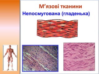 Непосмугована (гладенька)
М’язові тканини
 