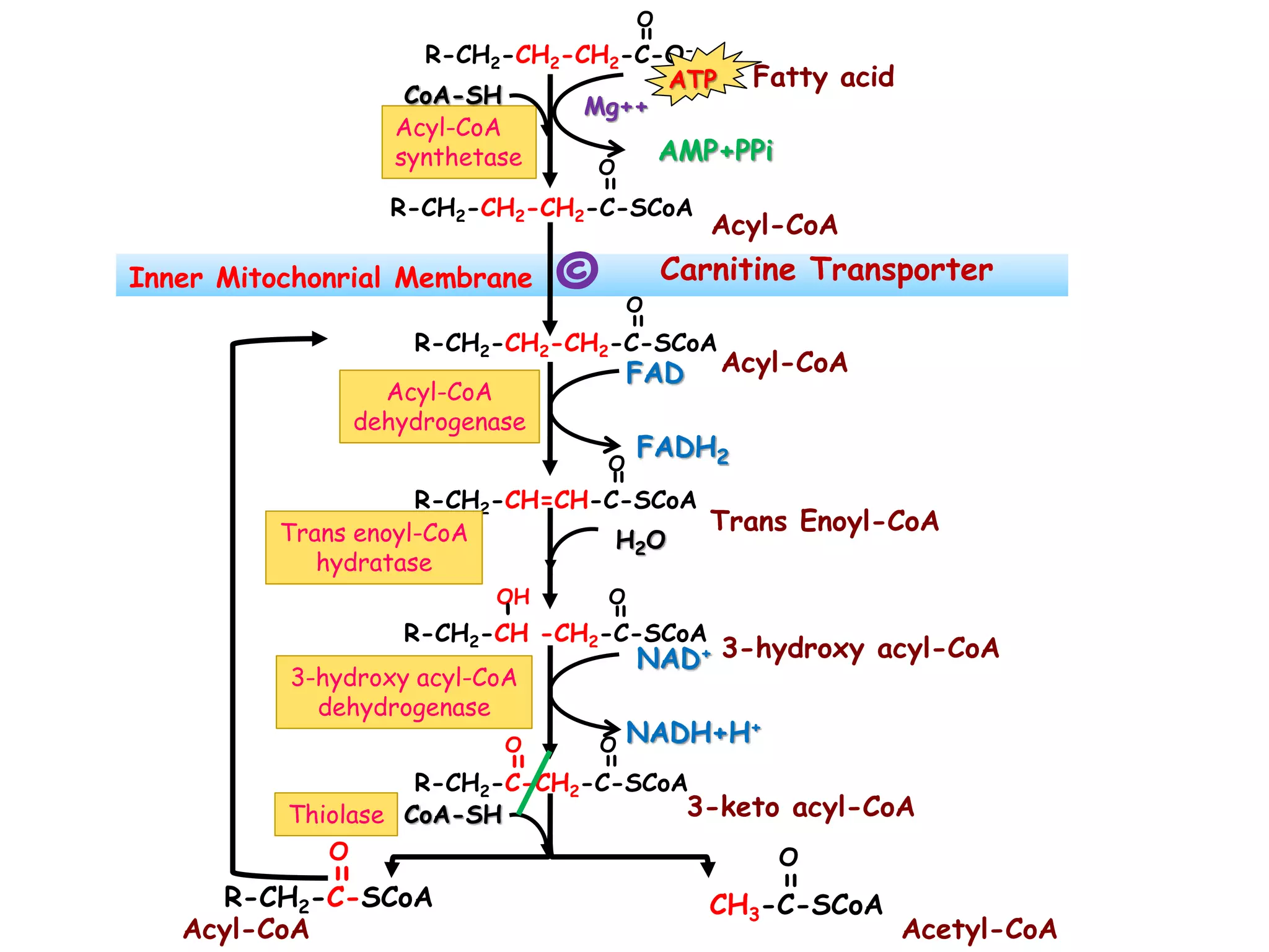 Oxidation of fatty acids | PPSX