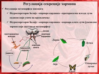 Регулација секреције хормона
 Регулација метаморфозе инсеката
 Неуросекреторне ћелије→корпора кардиака→проторакална жлезда лучи
екдисон који утиче на пресвлачење
 Неуросекреторне ћелије→корпора кардиака→корпора алата лучи јувенилни
хормон који зауставља метаморфозу
 
