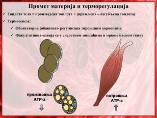 Промет материја и терморегулација
 Топлота тела = произведена топлота + (примљена – изгубљена топлота)
 Термогенеза:
 Облигаторна (обавезна)- регулисана тироидним хормонима
 Факултативна-одвија се у скелетним мишићима и мрком масном ткиву
 
