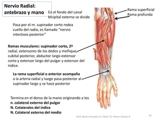 Pasa por el m. supinador corto rodea
cuello del radio, es llamado “nervio
interóseo posterior”
Ramas musculares: supinador corto, 2º
radial, extensores de los dedos y meñique,
cubital posterior, abductor largo-extensor
corto y extensor largo del pulgar y extensor del
indice.
Termina en el dorso de la mano originando a los
n. colateral externo del pulgar
N. Colaterales del índice
N. Colateral externo del medio
Rama superficial
Rama profunda
Nervio Radial:
antebrazo y mano
La rama superficial o anterior acompaña
a la arteria radial y luego pasa posterior al
supinador largo y se hace posterior
En el fondo del canal
bicipítal externo se divide
20
M.B. Beatriz Rosales G./ Med. Cir. Mario Gámez R.
 