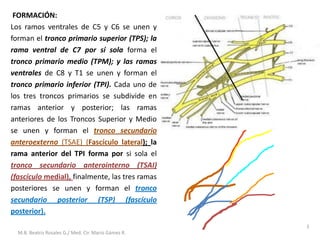 FORMACIÓN:
Los ramos ventrales de C5 y C6 se unen y
forman el tronco primario superior (TPS); la
rama ventral de C7 por sí sola forma el
tronco primario medio (TPM); y las ramas
ventrales de C8 y T1 se unen y forman el
tronco primario inferior (TPI). Cada uno de
los tres troncos primarios se subdivide en
ramas anterior y posterior; las ramas
anteriores de los Troncos Superior y Medio
se unen y forman el tronco secundario
anteroexterno (TSAE) (Fascículo lateral); la
rama anterior del TPI forma por si sola el
tronco secundario anterointerno (TSAI)
(fascículo medial), finalmente, las tres ramas
posteriores se unen y forman el tronco
secundario posterior (TSP) (fascículo
posterior).
3
M.B. Beatriz Rosales G./ Med. Cir. Mario Gámez R.
 