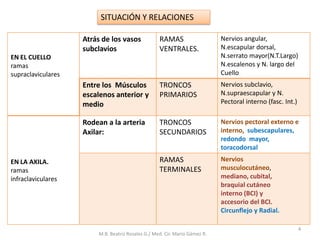 SITUACIÓN Y RELACIONES
EN EL CUELLO
ramas
supraclaviculares
Atrás de los vasos
subclavios
RAMAS
VENTRALES.
Nervios angular,
N.escapular dorsal,
N.serrato mayor(N.T.Largo)
N.escalenos y N. largo del
Cuello
Entre los Músculos
escalenos anterior y
medio
TRONCOS
PRIMARIOS
Nervios subclavio,
N.supraescapular y N.
Pectoral interno (fasc. Int.)
EN LA AXILA.
ramas
infraclaviculares
Rodean a la arteria
Axilar:
TRONCOS
SECUNDARIOS
Nervios pectoral externo e
interno, subescapulares,
redondo mayor,
toracodorsal
RAMAS
TERMINALES
Nervios
musculocutáneo,
mediano, cubital,
braquial cutáneo
interno (BCI) y
accesorio del BCI.
Circunflejo y Radial.
4
M.B. Beatriz Rosales G./ Med. Cir. Mario Gámez R.
 