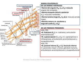 RAMAS COLATERALES:
DE LOS RAMOS VENTRALES:
•Nervio del angular (C3, C4 y C5): músculo
angular del omóplato.
•Nervio escapular dorsal o posterior
(C5): músculos romboides.
•Nervio torácico largo (C5, C6 yC7): músculo serrato
mayor.
•Nervios ramas a m. escalenos y
largo del cuello (C5 a C8).
DE LOS TRONCOS PRIMARIOS:
•DEL TPS:
•N. Subclavio (C5 ): m. subclavio y articulación
esternoclavicular.
•N. supraescapular (C5 y C6): m. supraespinoso e
infraespinoso, articulaciones acromioclavicular y
escapulohumeral.
•DEL TPI:
•N. pectoral interno (C8 y T1): fascículo interno
m. pectorales mayor y menor, glándula mamaria,
articulaciones acromioclavicular y escapulohumeral
8
M.B. Beatriz Rosales G./ Med. Cir. Mario Gámez R.
 