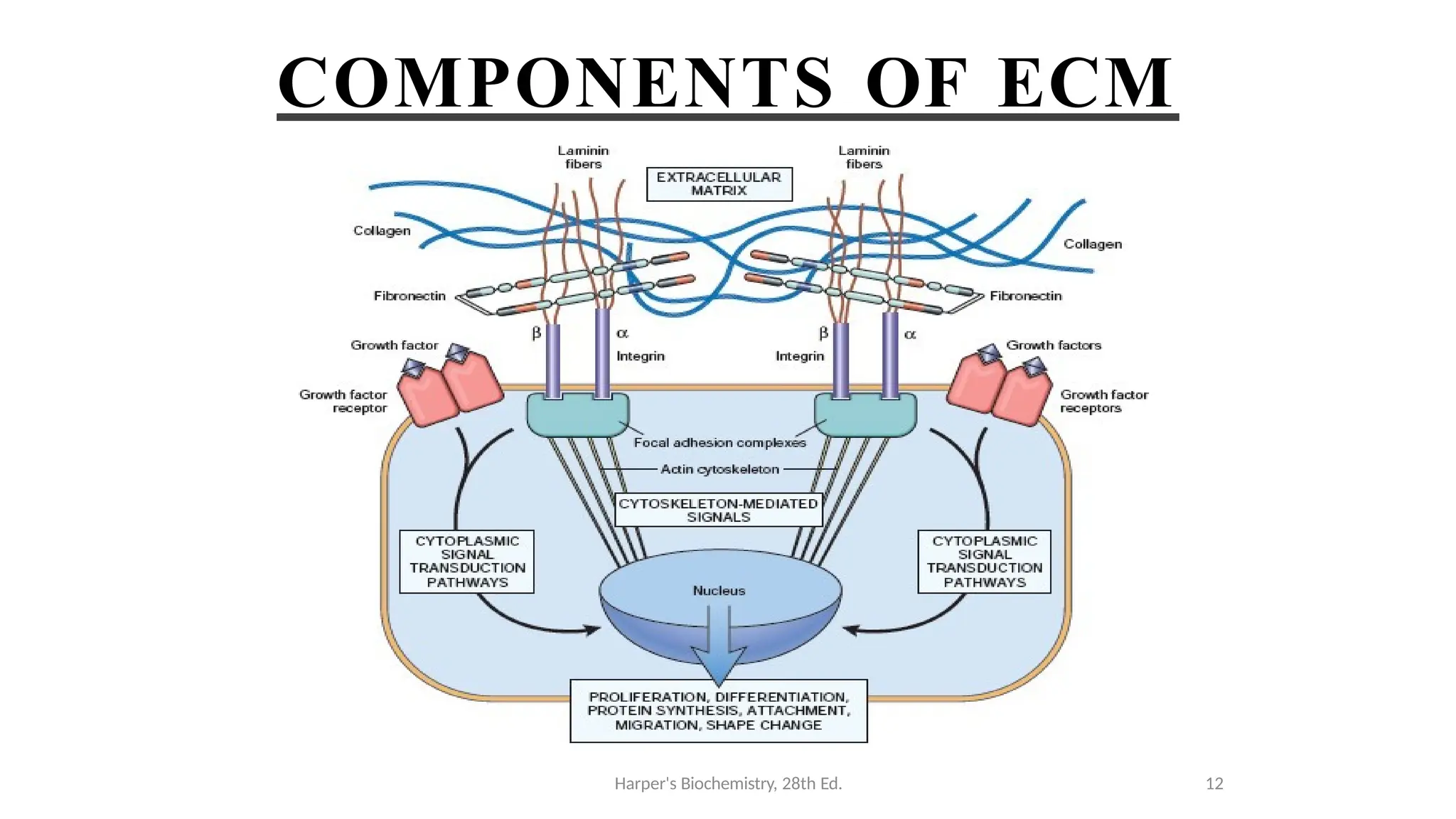 COMPONENTS OF ECM
Harper's Biochemistry, 28th Ed. 12
 