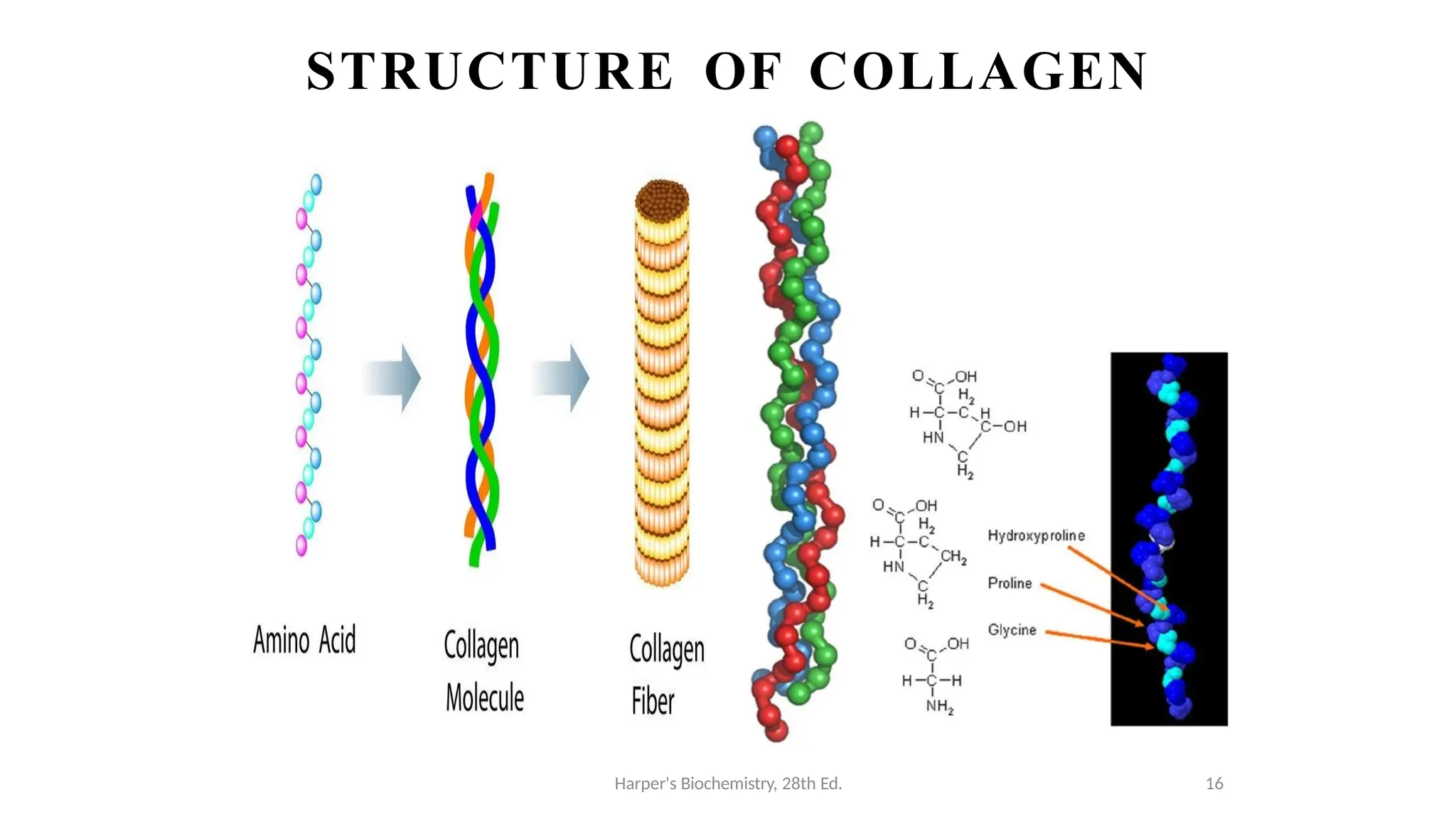 STRUCTURE OF COLLAGEN
Harper's Biochemistry, 28th Ed. 16
 